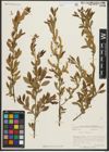 Foto von Salix triandra L.